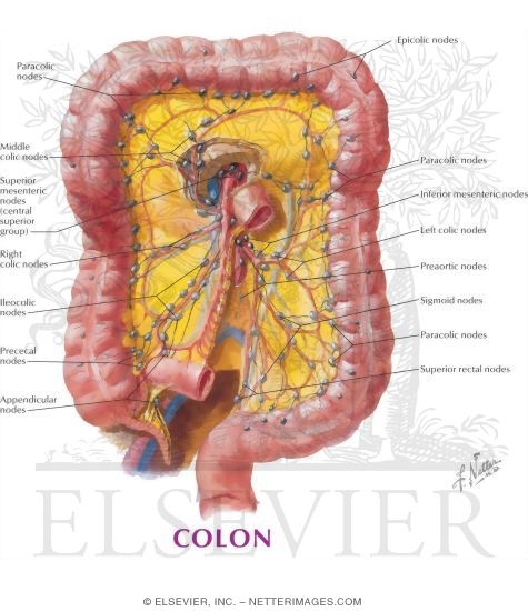 Watermarked preview of labeled image: Colon