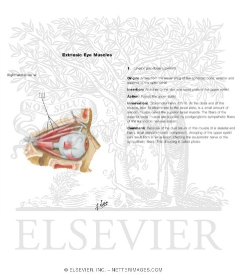 Watermarked preview of unlabeled image: Extrinsic Eye Muscles