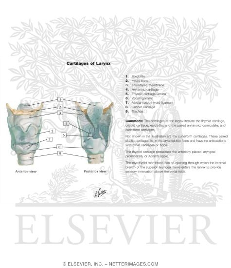 Watermarked preview of labeled image: Cartilages of Larynx