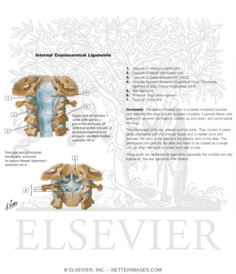 Watermarked preview of unlabeled image: Internal Craniocervical Ligaments