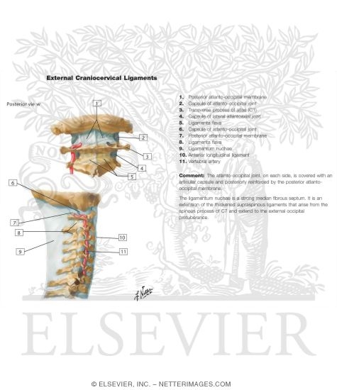 Watermarked preview of unlabeled image: External Craniocervical Ligaments