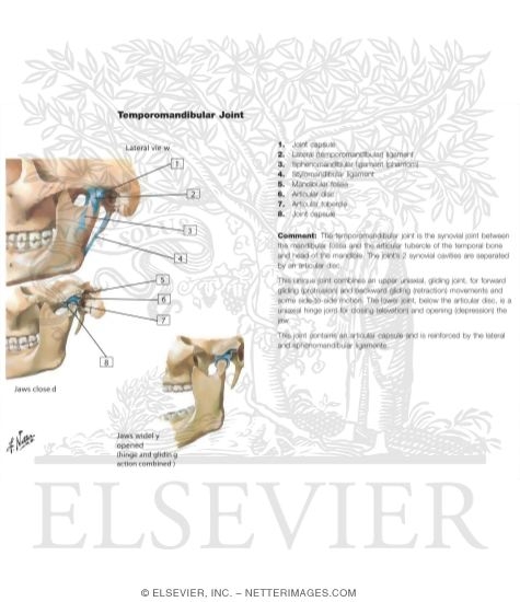 Temporomandibular Joint