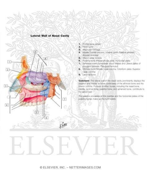 Lateral Wall of Nasal Cavity