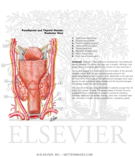 Parathyroid Glands