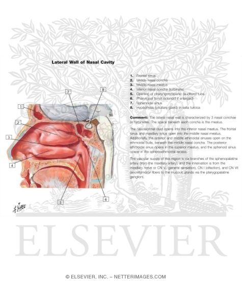 Nasal Cavity