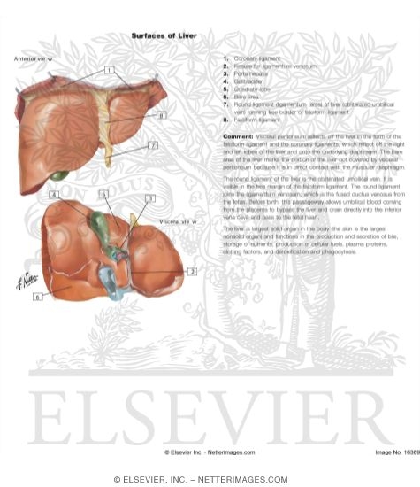 Watermarked preview of labeled image: Surfaces and Bed of Liver