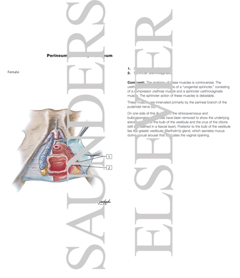 Watermarked preview of labeled image: Perineum