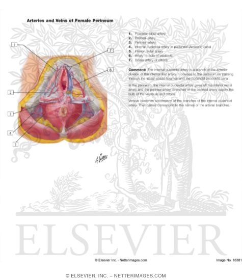 Watermarked preview of labeled image: Blood Supply of Perineum and External Genitalia