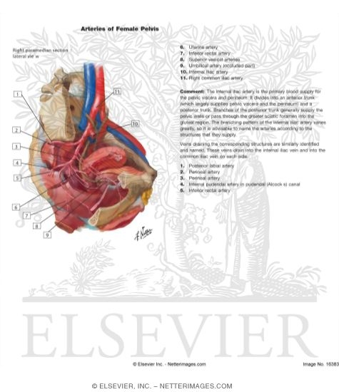 Watermarked preview of labeled image: Arterial Supply of Abdomen and Pelvis