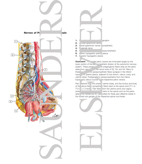 Watermarked preview of labeled image: Innervation of Internal Genitalia
Nerves of Pelvic Viscera: Female