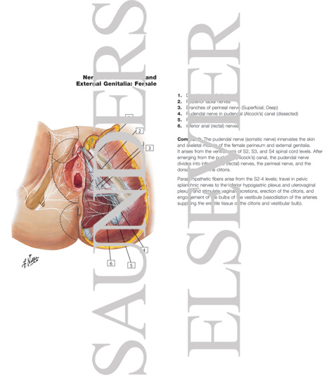 Watermarked preview of labeled image: Perineum: Nerves