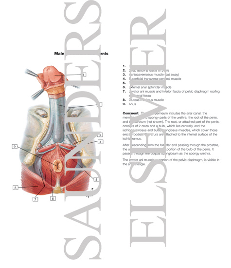 Watermarked preview of labeled image: Penis 
Penile Fasciae and Structures