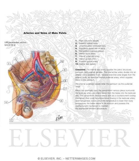 Blood Supply of the Male Pelvis