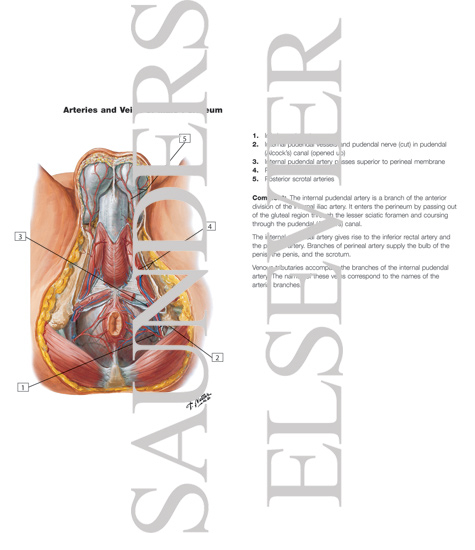 Watermarked preview of labeled image: Arteries and Veins of Perineum: Male
Blood Supply of Perineum