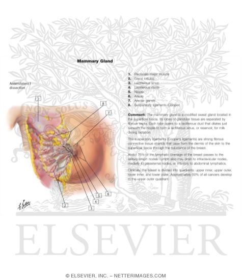 Mammary Gland