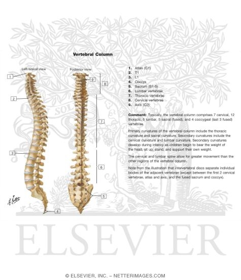 Vertebral Column