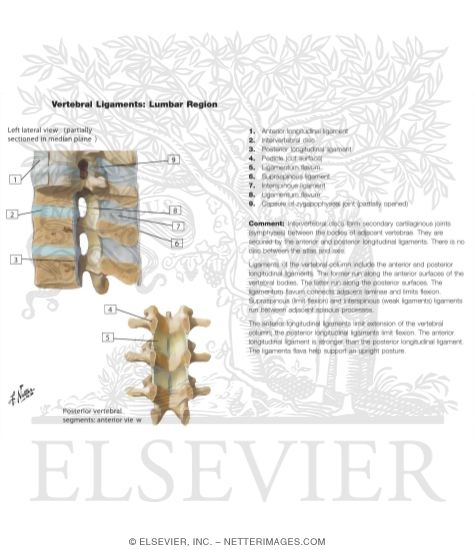 Watermarked preview of unlabeled image: Vertebral Ligaments: Lumbar Region