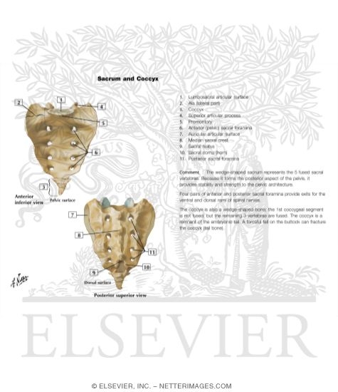 Sacrum and Coccyx