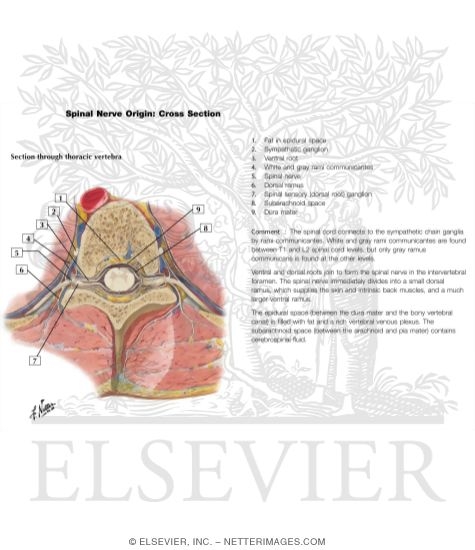 Spinal Nerve Origin: Cross Sections
Exit of Spinal Nerves
Spinal Nerves