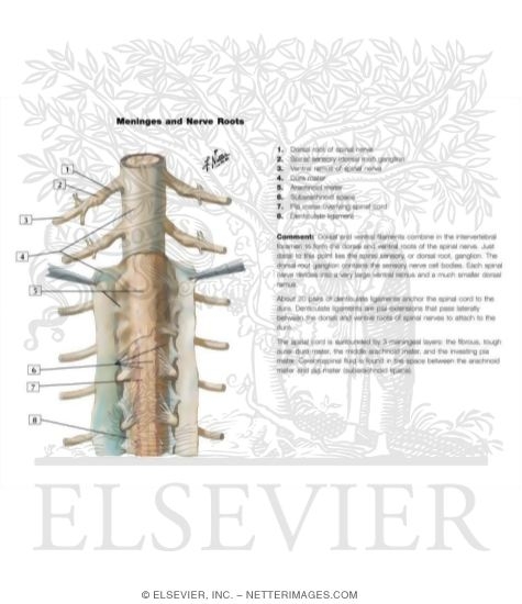 Spinal Membranes and Nerve Roots
