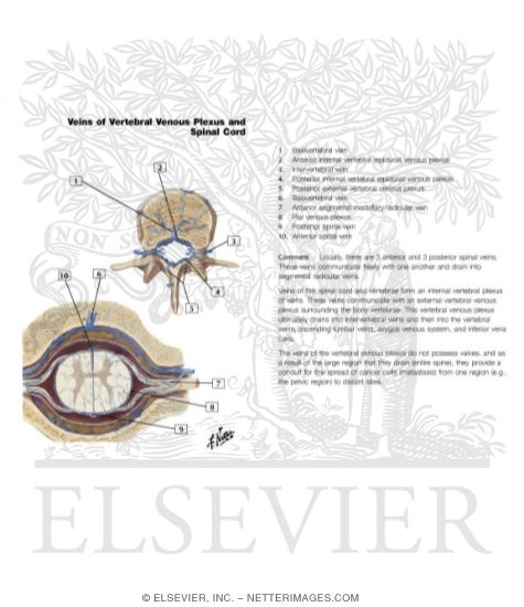 Veins of Spinal Cord and Vertebrae
Veins of Spinal Cord and Vertebral Column
Venous Drainage of Spinal Cord and Vertebral Column