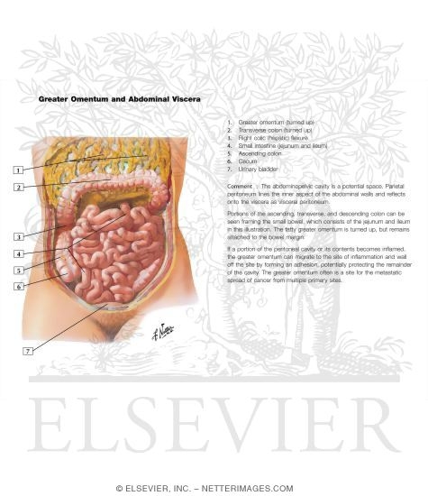 Watermarked preview of labeled image: Greater Omentum and Abdominal Viscera
Small Intestine I - Topography and Relations