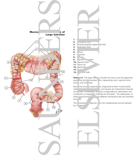 Watermarked preview of labeled image: Large Intestine Structure
Mucosa and Musculature of Colon
Mucosa and Musculature of Large Intestine
Structure of Colon