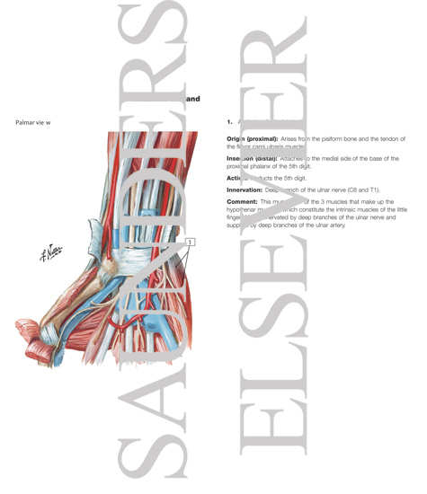 Arrangement of Tendons, Vessels, and Nerves at the Wrist
Flexor Tendons, Arteries and Nerves at Wrist