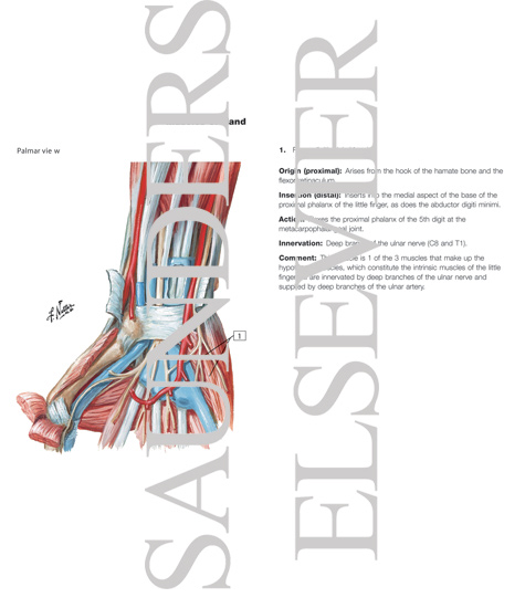 Watermarked preview of labeled image: Arrangement of Tendons, Vessels, and Nerves at the Wrist
Flexor Tendons, Arteries and Nerves at Wrist