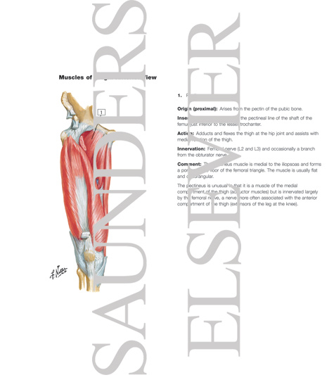Watermarked preview of labeled image: Muscles of Front of Hip and Thigh