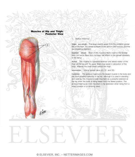 Watermarked preview of labeled image: Muscles of Back of Hip and Thigh
Muscles of Hip and Thigh: Posterior Views