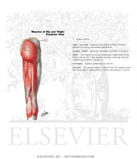 Muscles of Back of Hip and Thigh
Muscles of Hip and Thigh: Posterior Views