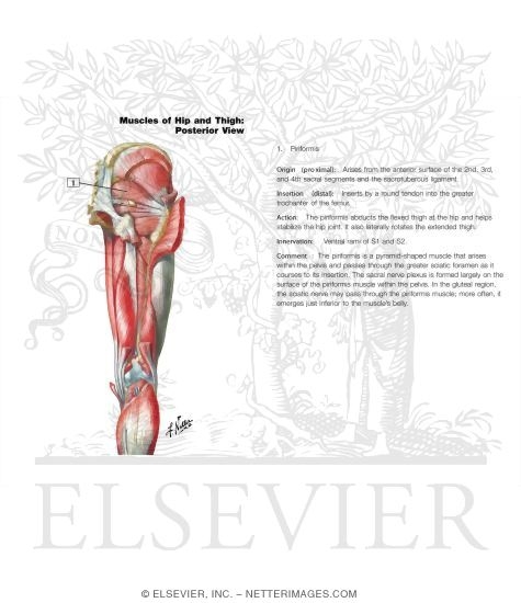 Watermarked preview of labeled image: Muscles of Back of Hip and Thigh
Muscles of Hip and Thigh: Posterior Views 