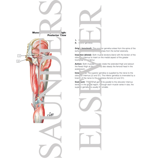 Muscles of Back of Hip and Thigh
Muscles of Hip and Thigh: Posterior Views