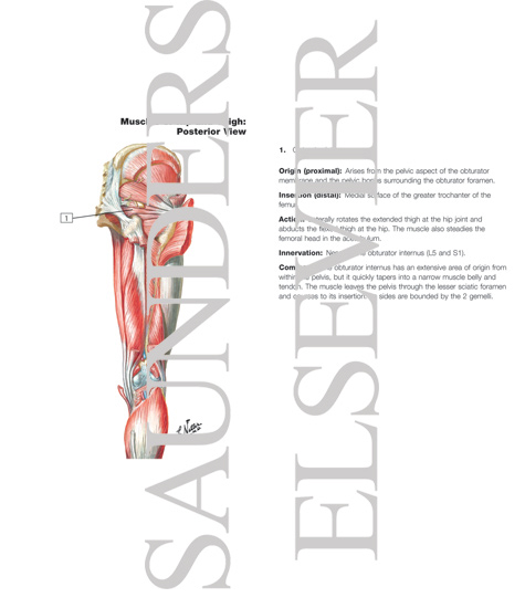 Muscles of Back of Hip and Thigh
Muscles of Hip and Thigh: Posterior Views 