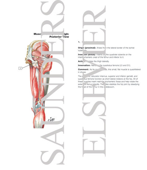 Muscles of Back of Hip and Thigh
Muscles of Hip and Thigh: Posterior Views 