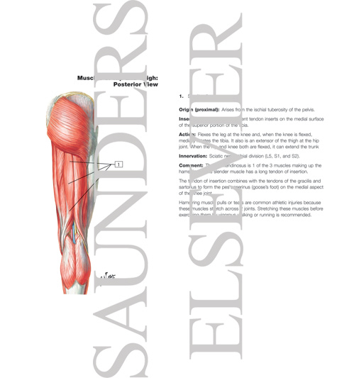 Watermarked preview of labeled image: Muscles of Back of Hip and Thigh
Muscles of Hip and Thigh: Posterior Views 