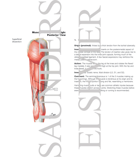 Watermarked preview of labeled image: Muscles of Back of Hip and Thigh
Muscles of Hip and Thigh: Posterior Views 