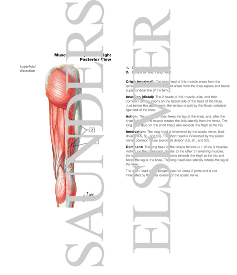 Watermarked preview of labeled image: Muscles of Back of Hip and Thigh
Muscles of Hip and Thigh: Posterior Views 
