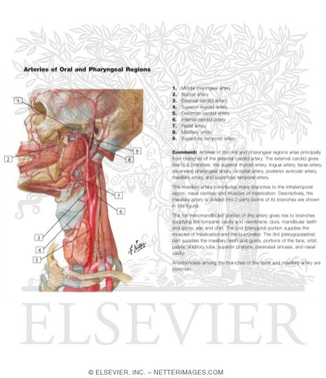 Watermarked preview of labeled image: Arteries of Oral and Pharyngeal Regions
Arterial Supply of the Mouth and Pharynx
Blood Supply of the Mouth and Pharynx
Muscles of Pharynx: Lateral View
