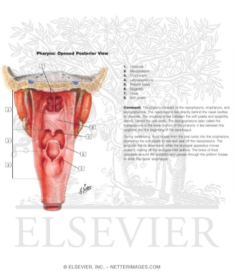 Watermarked preview of labeled image: Pharynx: Opened Posterior View
Interior of the Pharynx