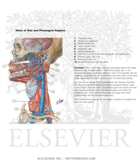 Veins of Oral and Pharyngeal Regions Venous Drainage of the Mouth and  Pharynx