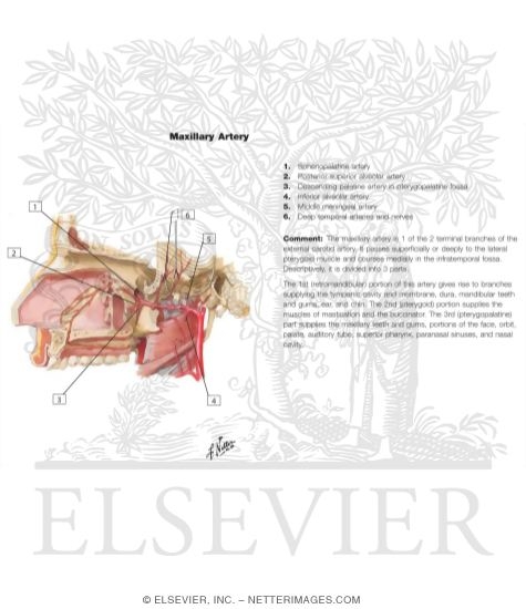 Watermarked preview of unlabeled image: Maxillary Artery