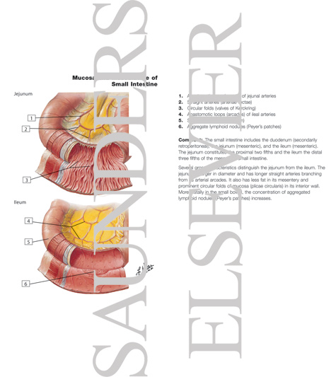 Mucosa and Musculature of Small Intestine
Small Intestine Structure
