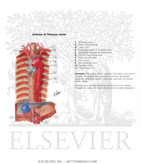 Mediastinum: Esophagus and Thoracic Aorta