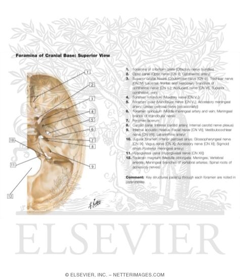 Foramina In the Base of the Adult Skull
Internal Aspect of Base of Skull: Orifices
Foramina of Cranial Base: Superior View