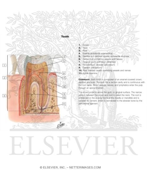 Watermarked preview of labeled image: Tooth