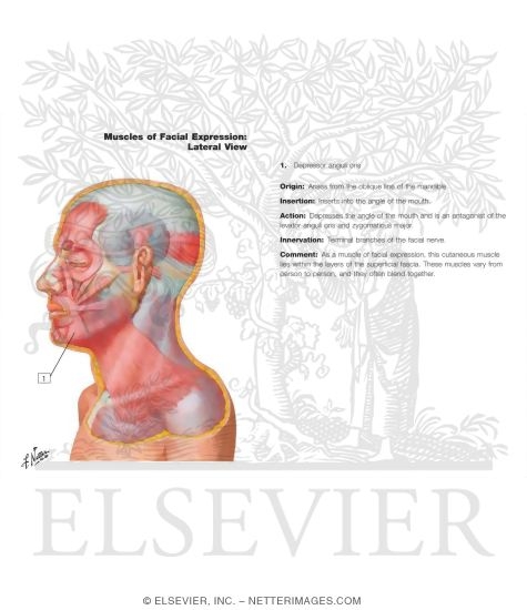 Watermarked preview of labeled image: Muscles of Facial Expression: Lateral View