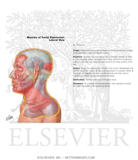 Watermarked preview of labeled image: Muscles of Facial Expression: Lateral View