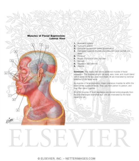Watermarked preview of labeled image: Muscles of Facial Expression: Lateral View